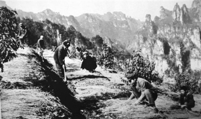 从种山林到种风景（新中国的“第一”70年）